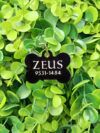 Placa Para Mascota Personalizada Zeus